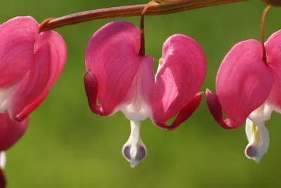 Файл:Dicentra spectabilis в солнечном свете.jpg — Wikimedia Commons картинки