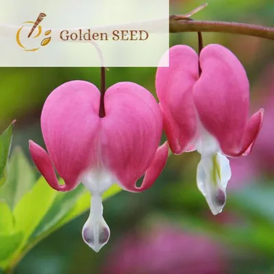 100 семян розовой орхидеи Dicentra Spectabilis кровоточащее сердце редкий садовый колокольчик | eBay картинки