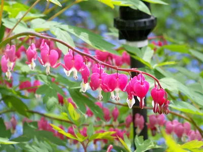 Dicentra расформирована, добро пожаловать Lamprocapnos spectabilis. | Назовите это растение картинки