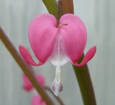 Lamprocapnos spectabilis (кровоточащее сердце): Go Botany картинки