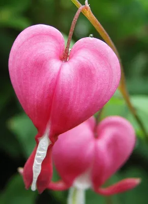 Файл:Dicentra.spectabilis.closeup.jpg — Викисклад картинки