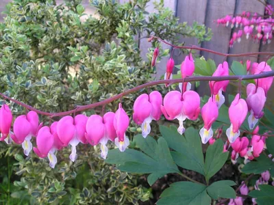 100 семян розовой орхидеи Dicentra Spectabilis кровоточащее сердце редкий садовый колокольчик | eBay картинки