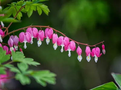 На Bleeding Heart не цветет - почему мое растение Bleeding Heart не цветет картинки