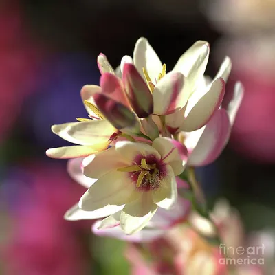 Цветок-Ixia-spring-dellght Photograph by Joy Watson - Fine Art America картинки