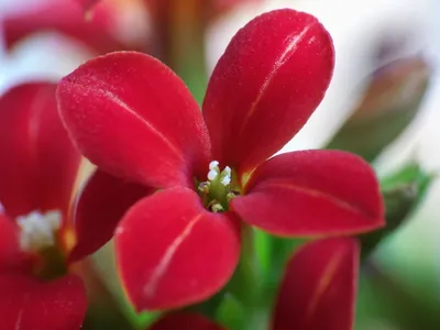 Файл:Kalanchoe blossfeldiana flower.jpg — Викисклад картинки