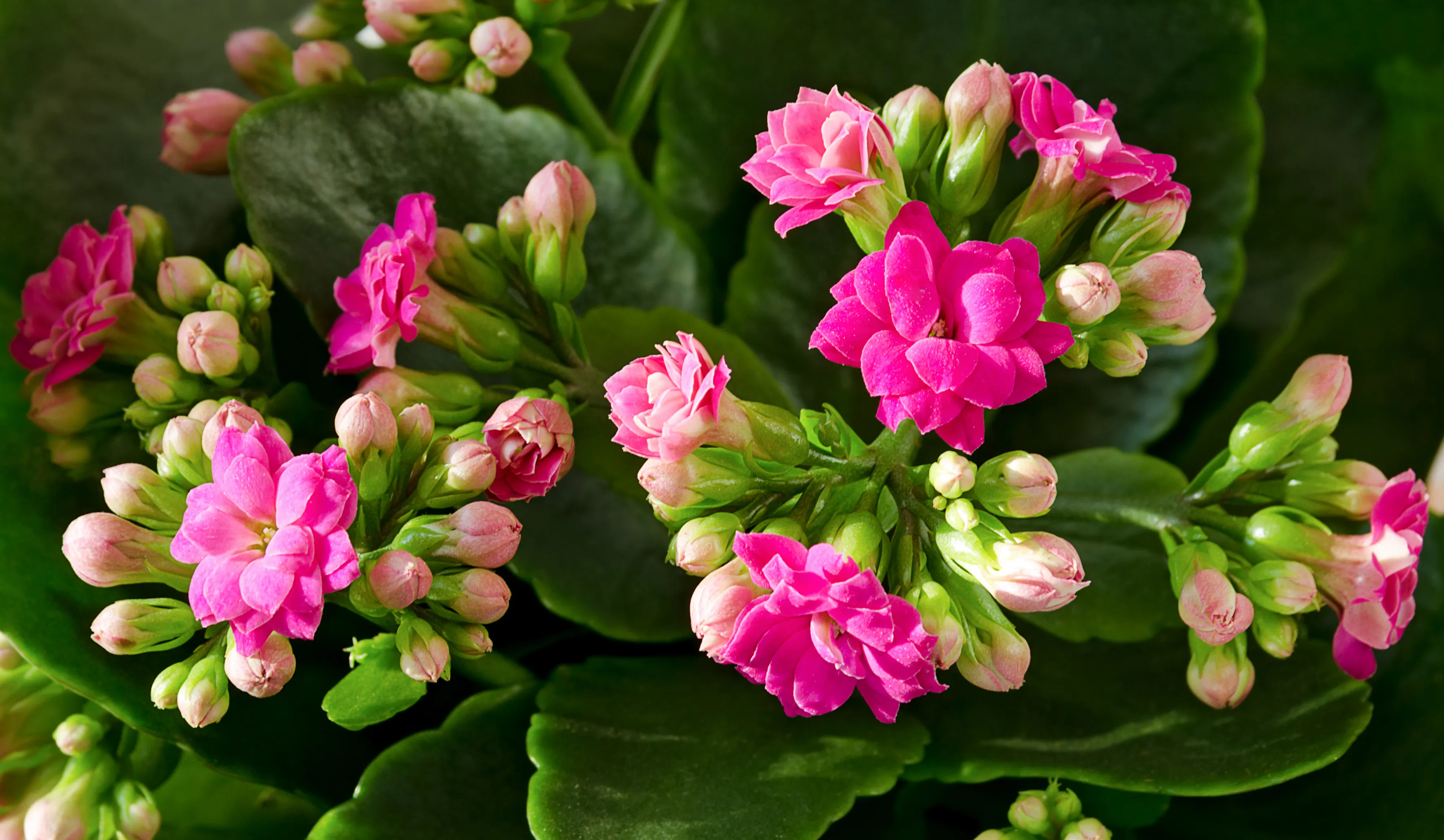 Цветы Каланхоэ Фото Комнатные Которые Цветут