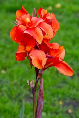 Как выращивать и ухаживать за Canna Lilies » вики полезно Путь садовника картинки