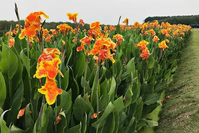 Как выращивать и ухаживать за Canna Lilies » вики полезно Путь садовника картинки