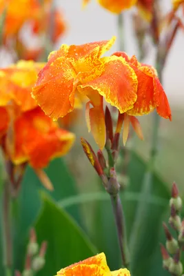 Canna Lily (Canna generalis) Эмоциональная честность - Pegasus Products картинки