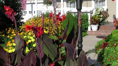 Canna Lily Black Knight - Американские луга картинки