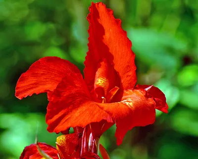 Фотографии цветов Колумбии, Canna indica картинки