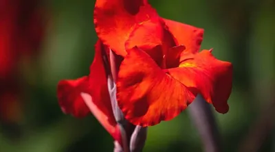 11 красивых сортов Red Canna LiIy для вашего цветника картинки