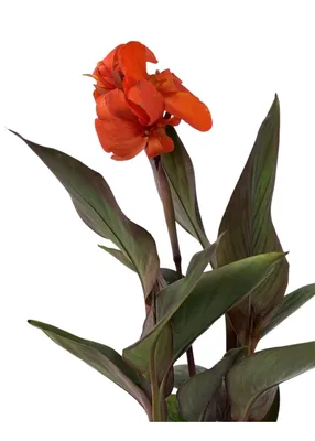 Canna 'Cannova Bronze Orange' 1 галлон - The Garden Corner картинки