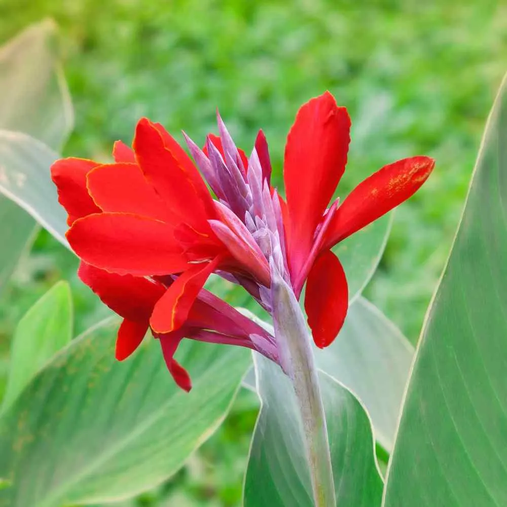 Canna tuerckheimii