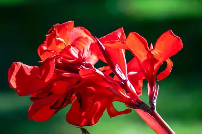 5 RED CANNA LILY Indian Shot Canna Indica Цветочные семена *Flat S/H | eBay картинки