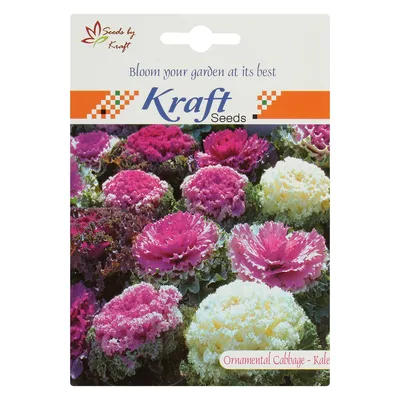 Kraft Seeds Декоративная капуста ИЛИ Семена цветов капусты KRAFT SEEDS : Amazon.in: Garden & Outdoors картинки