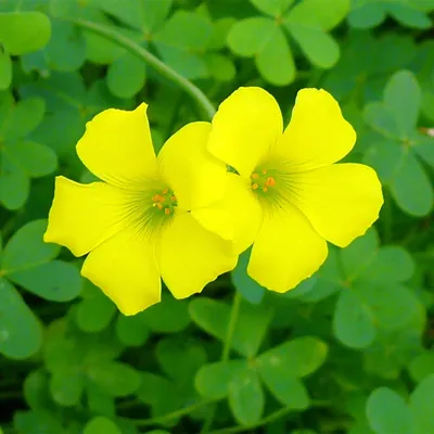 Amazon.com : QAUZUY GARDEN Великий желтый древесный щавель Oxalis Stricta Sourgrass 50+ семян Семена без ГМО Съедобное растение для посадки Домашний сад Легко выращиватьБыстрорастущие: Патио, газон и сад картинки