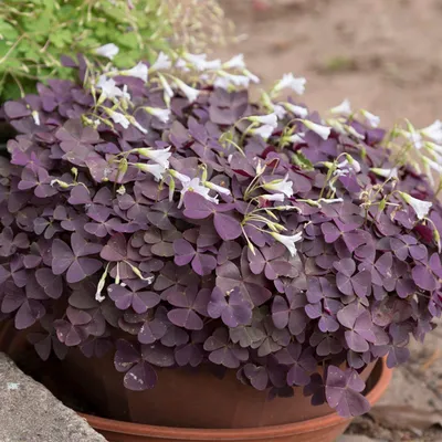 Oxalis - Triangularis - Plantcetera картинки