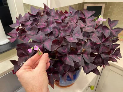 Руководство для начинающих по выращиванию Oxalis Triangularis картинки