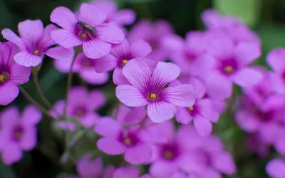 Oxalis Flowers Цветковые растения в генеалогическом древе щавеля Oxalidaceae, содержащем около 570 видов Purple Blur Petals Macro 3840x2400: Wallpapers13.com картинки