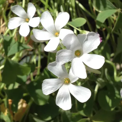 Oxalis crassipes 'Alba' в San Marcos Growers картинки