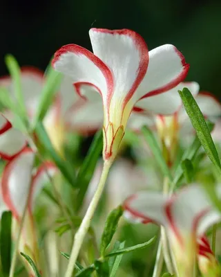 Oxalis versicolor по договорной цене в Великобритании, Украина Кислица разноцветная, Карамельный щавель, Необычные цветы картинки