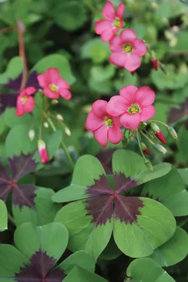 Oxalis Iron Cross (Oxalis tetraphylla) луковица 4/5 - растение удачи, удачливый четырехлистный клевер, трилистник | Многолетнее цветущее комнатное растение — Terrace Garden France картинки