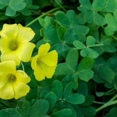 Плюсы и минусы Oxalis - Cardinal Lawn картинки