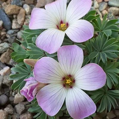 Oxalis Adenophylla, трилистник серебристый в садуTags энциклопедия растений картинки