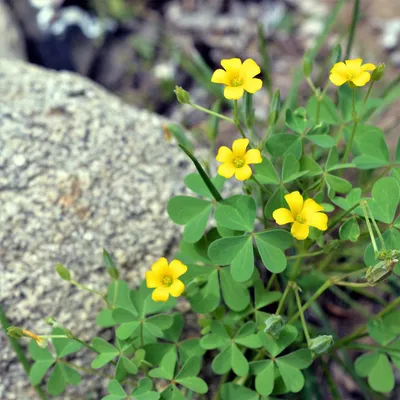 Oxalis: это кислая трава для всех вас, дети, — закажите онлайн-курсы по добыче дикой пищи | фуражSF картинки