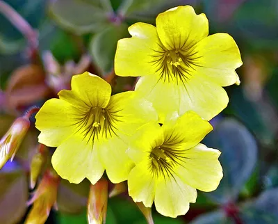 Фото цветов Колумбии, Oxalis Spiralis картинки