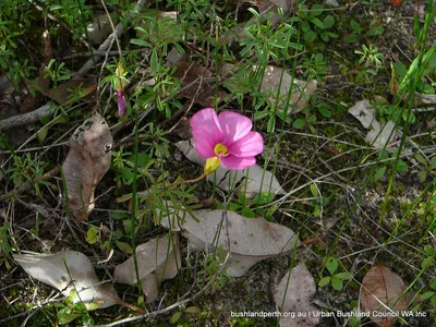 Fingerleaf Oxalis - Совет городских бушлендов, штат Вашингтон картинки