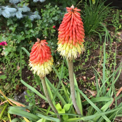 Красная горячая кочерга (Kniphofia uvaria) цветок, лист, уход, использование - PictureThis картинки