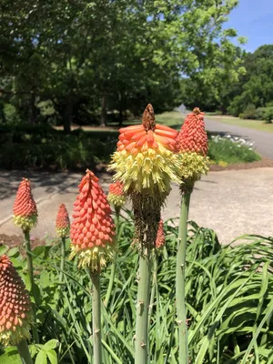 Kniphofia (покерный завод, Red Hot Poker, Torch Lily) | Набор инструментов для садовых растений Северной Каролины картинки