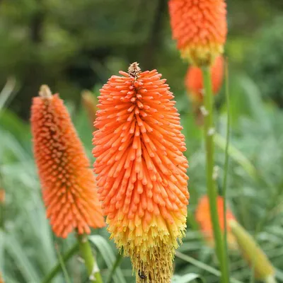 Red Hot Poker - Засухоустойчивые семена цветов Kniphofia Uvaria картинки