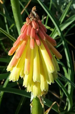 Светофоры Kniphofia hirsuta в 50-миллиметровой трубе для лесного хозяйства – Trigg Plants картинки