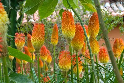 Изображения Kniphofia - Изображения растений и садов - botanikfoto картинки