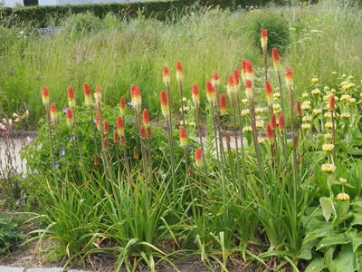 Kniphofia uvaria (L.) Окен | Колумбийские растения стали доступными картинки