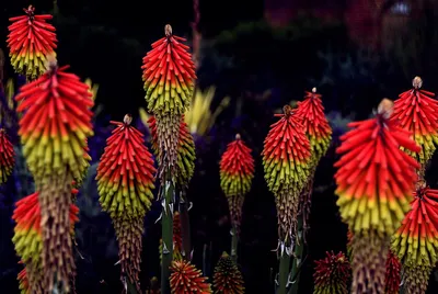 Red Hot Poker Kniphofia Цветок - Бесплатное фото на Pixabay картинки