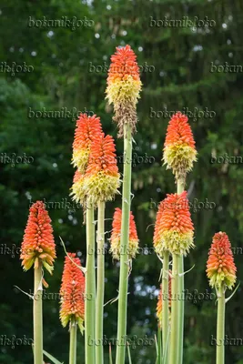 Изображения Kniphofia - Изображения растений и садов - botanikfoto картинки