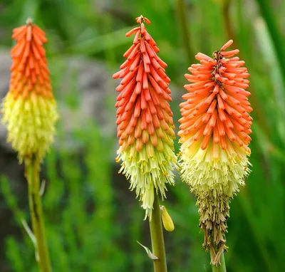 Torch Lily - Kniphofia Crown - Rocket Flower - 100 семян : Amazon.de: Garden картинки