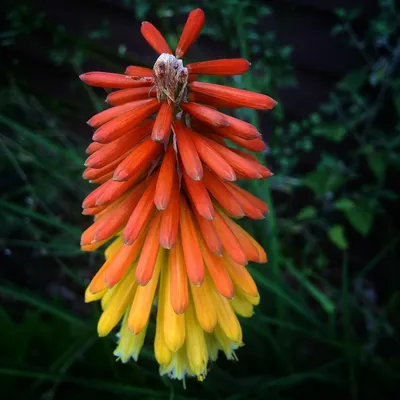 Великолепный красный горячий покер - цветок Kniphofia, фотография Аманды Андерсен - Fine Art America картинки