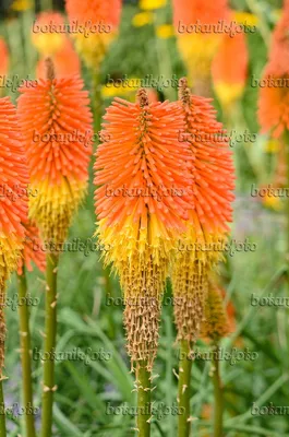 Изображения Kniphofia Uvaria 'Nobilis' - Изображения растений и садов - botanikfoto картинки