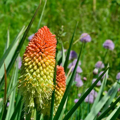 Flamenco Kniphofia Flower Garden Seeds - 100 семян - Семена многолетних цветов для садоводства - Aka: Red Hot Poker - Kniphofia uvaria - Walmart.com картинки