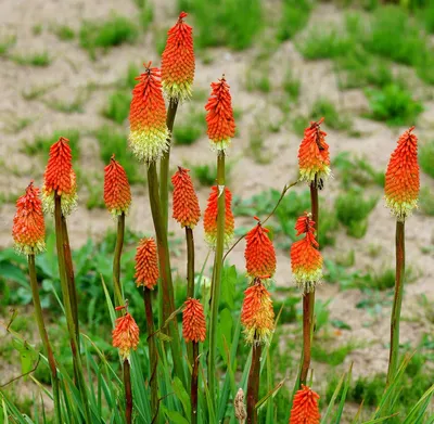 Torch Lily - Kniphofia Crown - Rocket Flower - 100 семян : Amazon.de: Garden картинки