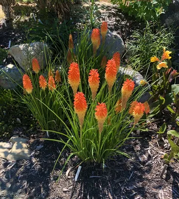 Kniphofia (покерный завод, Red Hot Poker, Torch Lily) | Набор инструментов для садовых растений Северной Каролины картинки