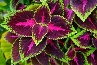 100+ Coleus Kong Red Seeds Красивые цветущие растения Бонсай в горшках Балконный цветок картинки