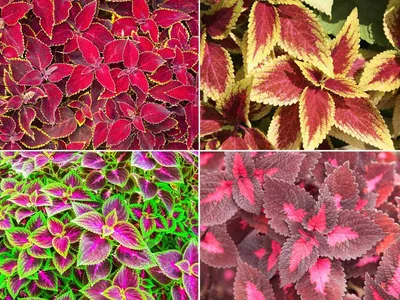 Coleus Plants - [КАК] Выращивание и уход за растением майяна картинки