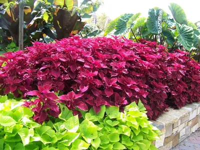 Изображение Solenostemon hybrida 'Redhead' Redhead Coleus в 2023 г. | Уличные растения, Озеленение забором, Сады на открытом воздухе картинки