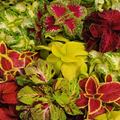 Outsidepride Coleus Wizard Foliage Комнатное растение для выращивания в помещении или на открытом воздухе Смесь семян цветов - 200 Семена картинки